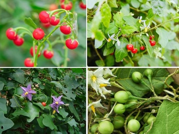 cà gai leo giúp giải độc gan