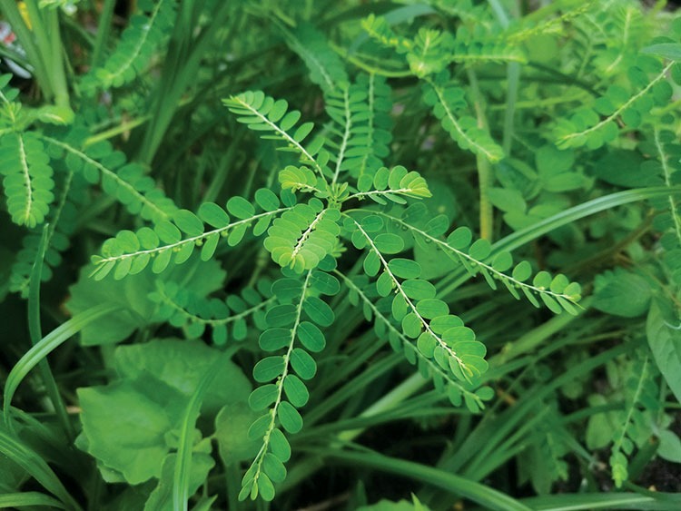 diệp hạ châu giúp giải độc gan